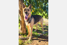 PERLA, Hund, Deutscher Schäferhund-Mix in Spanien - Bild 9