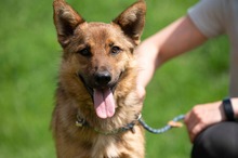 DRAVEN, Hund, Mischlingshund in Ungarn - Bild 1