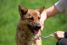 DRAVEN, Hund, Mischlingshund in Ungarn - Bild 10