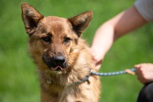 DRAVEN, Hund, Mischlingshund in Ungarn - Bild 11