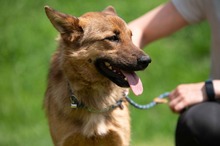 DRAVEN, Hund, Mischlingshund in Ungarn - Bild 12
