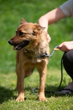 DRAVEN, Hund, Mischlingshund in Ungarn - Bild 13