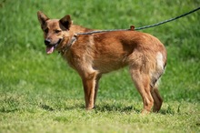 DRAVEN, Hund, Mischlingshund in Ungarn - Bild 14