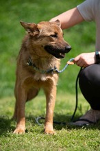 DRAVEN, Hund, Mischlingshund in Ungarn - Bild 15