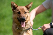 DRAVEN, Hund, Mischlingshund in Ungarn - Bild 16