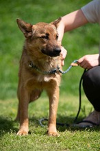 DRAVEN, Hund, Mischlingshund in Ungarn - Bild 17
