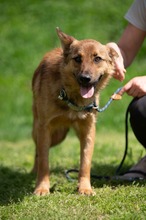DRAVEN, Hund, Mischlingshund in Ungarn - Bild 18