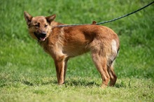 DRAVEN, Hund, Mischlingshund in Ungarn - Bild 19