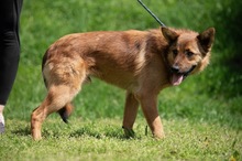 DRAVEN, Hund, Mischlingshund in Ungarn - Bild 3
