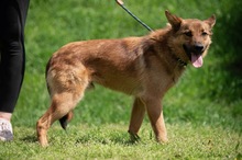 DRAVEN, Hund, Mischlingshund in Ungarn - Bild 4