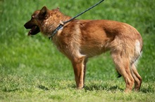 DRAVEN, Hund, Mischlingshund in Ungarn - Bild 5