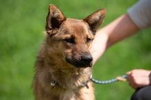 DRAVEN, Hund, Mischlingshund in Ungarn - Bild 6