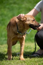 DRAVEN, Hund, Mischlingshund in Ungarn - Bild 7
