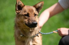 DRAVEN, Hund, Mischlingshund in Ungarn - Bild 8