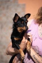 VESPERA, Hund, Chihuahua-Mix in Ungarn - Bild 1