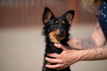 VESPERA, Hund, Chihuahua-Mix in Ungarn - Bild 10