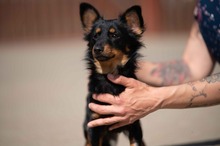 VESPERA, Hund, Chihuahua-Mix in Ungarn - Bild 11