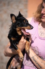 VESPERA, Hund, Chihuahua-Mix in Ungarn - Bild 12