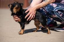 VESPERA, Hund, Chihuahua-Mix in Ungarn - Bild 13