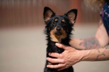 VESPERA, Hund, Chihuahua-Mix in Ungarn - Bild 14