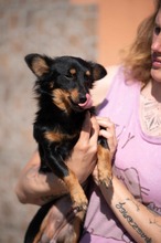 VESPERA, Hund, Chihuahua-Mix in Ungarn - Bild 16