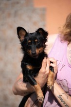VESPERA, Hund, Chihuahua-Mix in Ungarn - Bild 17