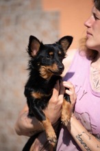 VESPERA, Hund, Chihuahua-Mix in Ungarn - Bild 18