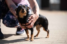 VESPERA, Hund, Chihuahua-Mix in Ungarn - Bild 2
