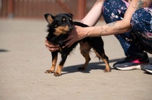 VESPERA, Hund, Chihuahua-Mix in Ungarn - Bild 3
