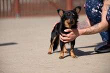 VESPERA, Hund, Chihuahua-Mix in Ungarn - Bild 4