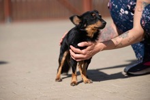 VESPERA, Hund, Chihuahua-Mix in Ungarn - Bild 5