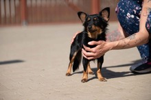 VESPERA, Hund, Chihuahua-Mix in Ungarn - Bild 6