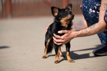 VESPERA, Hund, Chihuahua-Mix in Ungarn - Bild 7