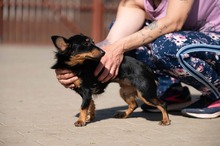 VESPERA, Hund, Chihuahua-Mix in Ungarn - Bild 8