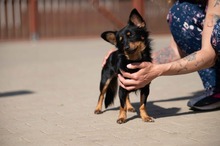 VESPERA, Hund, Chihuahua-Mix in Ungarn - Bild 9