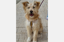 WILLIAM, Hund, Mischlingshund in Spanien