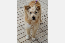 WILLIAM, Hund, Mischlingshund in Spanien - Bild 10