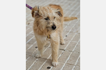 WILLIAM, Hund, Mischlingshund in Spanien - Bild 12