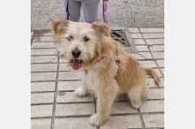 WILLIAM, Hund, Mischlingshund in Spanien - Bild 14