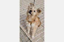 WILLIAM, Hund, Mischlingshund in Spanien - Bild 2