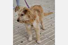 WILLIAM, Hund, Mischlingshund in Spanien - Bild 3