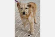 WILLIAM, Hund, Mischlingshund in Spanien - Bild 4