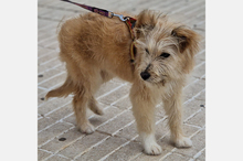 WILLIAM, Hund, Mischlingshund in Spanien - Bild 5