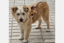 WILLIAM, Hund, Mischlingshund in Spanien - Bild 6