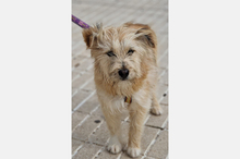 WILLIAM, Hund, Mischlingshund in Spanien - Bild 7