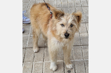 WILLIAM, Hund, Mischlingshund in Spanien - Bild 8