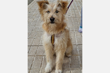 WILLIAM, Hund, Mischlingshund in Spanien - Bild 9