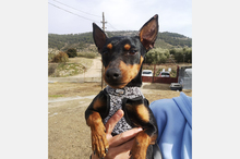 MURPHY, Hund, Pinscher-Mix in Spanien