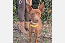 VENUS, Hund, Podenco Maneto in Spanien