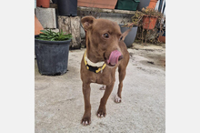 VENUS, Hund, Podenco Maneto in Spanien - Bild 2